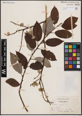 Foto von Salix caprea L.